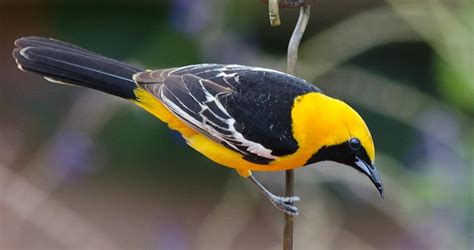 Photos And Videos For Hooded Oriole All About Birds Cornell Lab Of