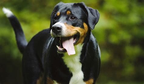 greater swiss mountain dog breed information