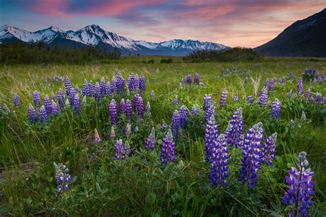 Lupine Sunset Carl Johnson Photography