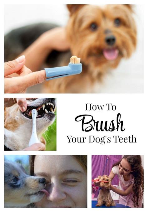 We have a few tips to help make your search for the perfect canine cuisine small dogs are different in many ways from their larger counterparts, beginning with their nutritional needs. How To Brush Your Dog's Teeth (With images) | Dog teeth ...