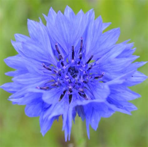 Centaurea Cyanus Cornflower Blue Buy Herb Plants