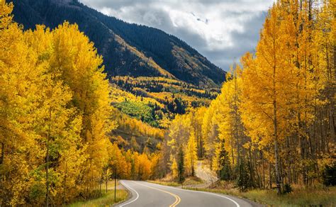 Aspen Tree Fall Colors