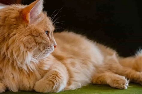 Orange Tabby Cat Health Facts Types Cost Origin Pets Nurturing