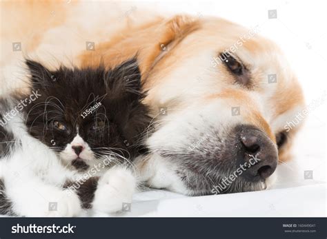 Golden Retriever Persian Cat Sleeping Together Stock Photo 160449041