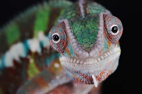 Chameleon Close Up Animals Chameleon Color Animal Photography