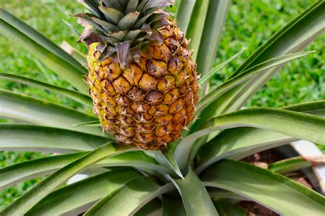 photos of pineapple plant | Inside NanaBread's Head