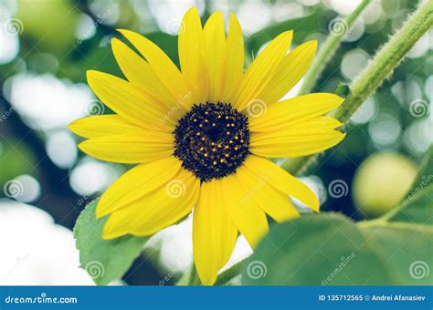 Bright Yellow Flower Of A Sunflower In The Garden Stock Image Image