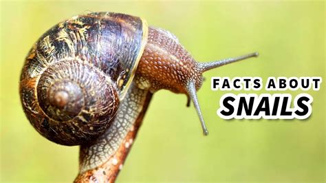 Incredible Collection Of Snail Images In Full K Quality