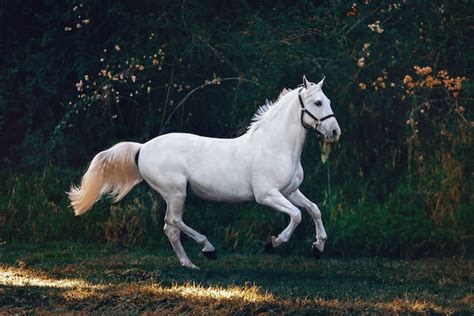 The 10 Most Expensive Horse Breeds In The World