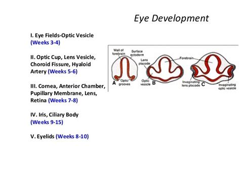 Anatomy And Embryology Of The Eye 2011
