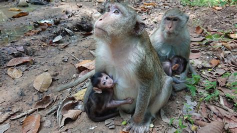 Cambodia Lovely Monkey In Siem Reap 20190531 Youtube