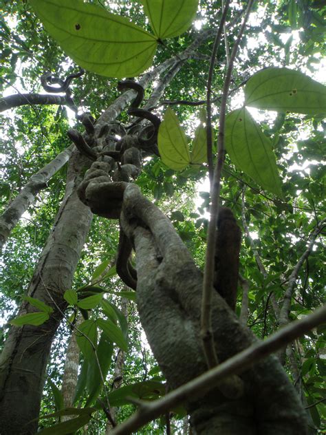 The Strange Case Of The Liana Vine And Its Role In Global Warming