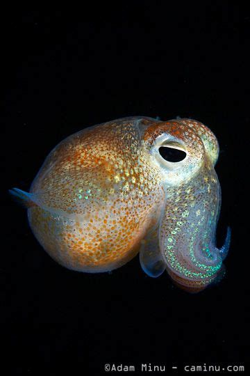 Bobtail Squid In 2020 Deep Sea Creatures Ocean Creatures Animals Wild