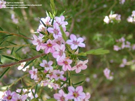 We did not find results for: PlantFiles Pictures: Coleonema, Breath of Heaven 'Pinkii ...