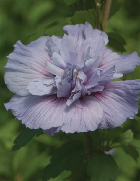 Blue Chiffon® Rose Of Sharon Hibiscus Syriacus Images Proven Winners