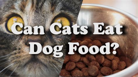 Cats eating dog food is actually worse than the other way around. Can Cats Eat Dog Food? | Pet Consider