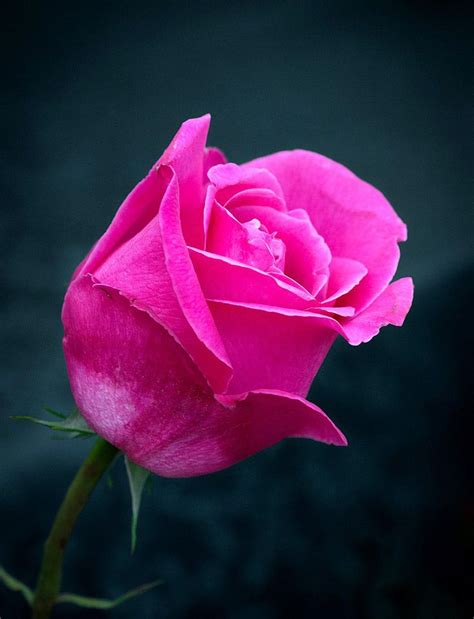 Single Pink Rose Blumen Rosa Rose Rosen