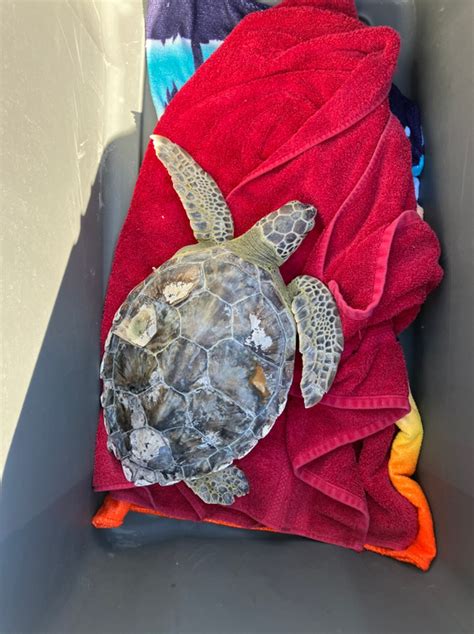 Recovered Sea Turtle Released Back Into The Ocean Action News Jax
