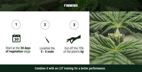 Fimming The Ultimate Guide To This Cannabis Plant Pruning Method 420