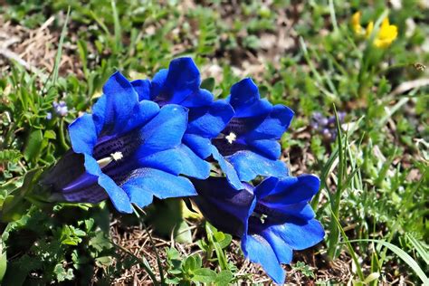 Gentian How To Plant And Grow Gentiana Plantura