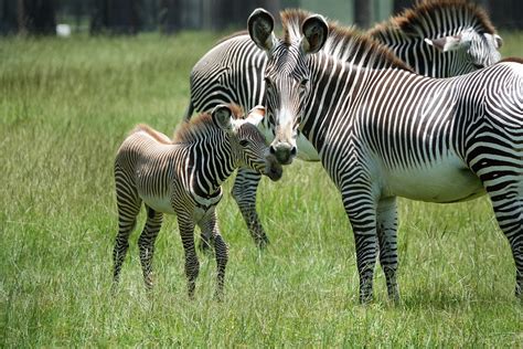 Florida Wildlife Refuge Welcomes 4 Endangered Grevys Zebras Wfla
