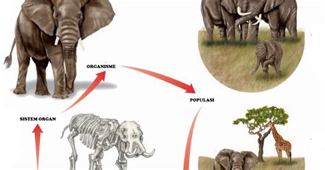Sistem itu mencakup seluruh mahkluk hidup yang berinteraksi dengan lingkungannya sebagai. Pengertian dan Struktur Tingkat Organisasi Kehidupan ...