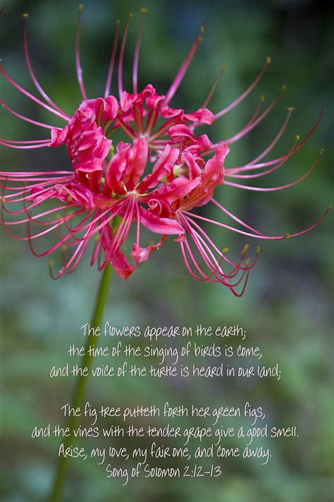Most amazingly, we now can have deeper interactions with the plant world. Song of Solomon - The Flowers Appear Photograph by Kathy Clark