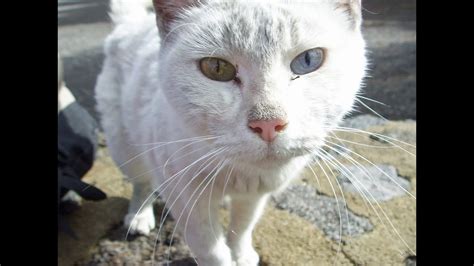 What you need to know about cat eyes color? Cat with different eye color - Heterochromia Iridum - YouTube