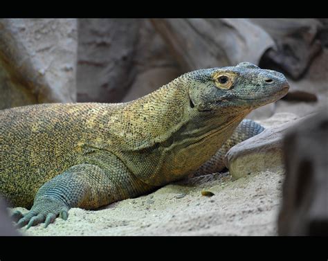 Le varan de komodo son habitat il ne vit que dans des île gili motang. Varan de komodo | Le dragon de Komodo est une espèce de ...
