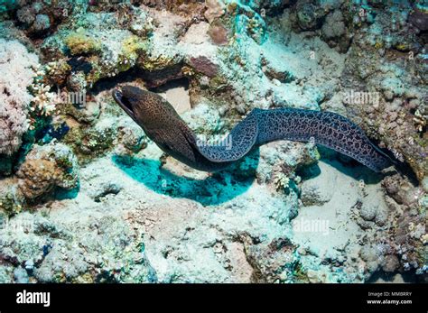 Giant Moray Eel Gymnothorax Javaniucus Hunting Over Coral Reef Egypt
