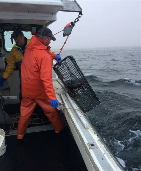 Nova Scotia Lobster Fishermen Help Scientists Track Health Of Species