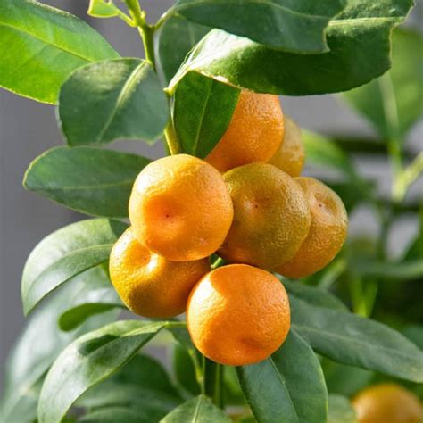 Gurney's has the largest assortment of fruit trees. 9 Best Indoor Fruit Trees: Citrus, Lemons, Olives and More ...