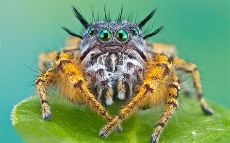 Looks Like A Wild Jungle Spider Cute Jumping Spiders Pinterest
