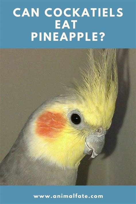 They have some sugars that can be harmful in larger quantities though. Can Cockatiels Eat Pineapple? (Is It Safe With Core and ...
