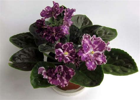 Ae Avantura African Violetplantstandart Russian V African