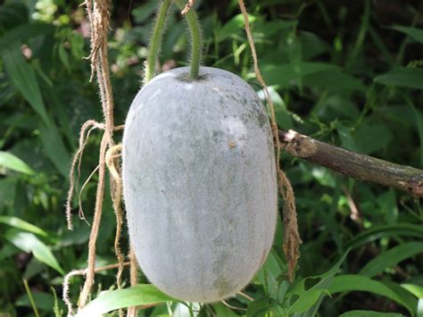 Winter Melon Care - Information About Growing Winter Melons