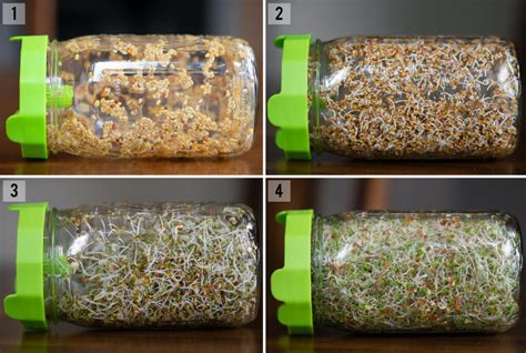 How To Grow How To Grow Alfalfa Sprouts Mason Jar Method Ten Acre Baker