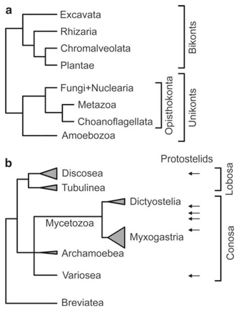 A Schematic Representation Of The Eukaryote Tree Of Life The