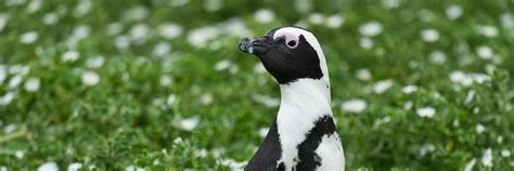 Adopt An African Black Footed Penguin Symbolic Adoptions From Wwf
