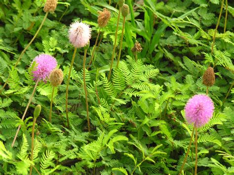 Sunshine Mimosa Florida Native Ground Cover Plants Ground Cover