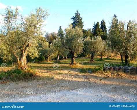 Field Of Olive Trees Stock Image Image Of Grass Lawns 6614853