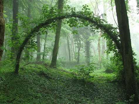 Forest Arch If I Ever Live In A Forest I Would Like These To Be Along