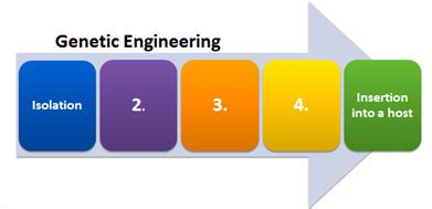 Gene therapy tries to modify genes to remedy genetic deformities and subsequently counteract or cure. Which best describes step 3 in the diagram? Restriction ...
