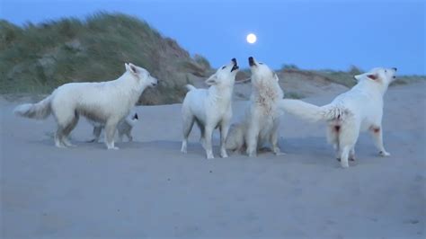 Dogs Howling At Full Moon Youtube