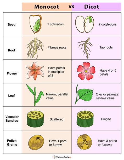 Monocot Vs Dicot Differences And Examples