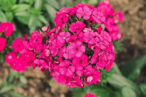 Dianthus Is A Genus Of Carnations With Beautiful Stock Photo Image