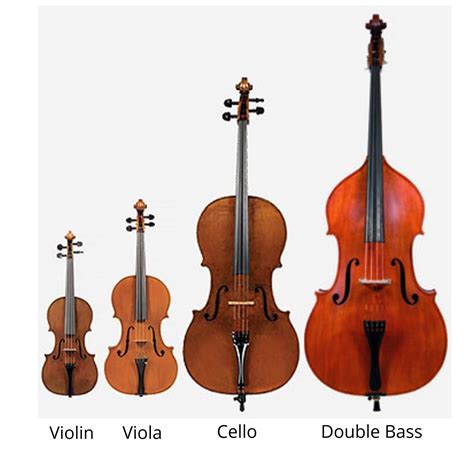 Double Bass Vs Cello Explained Whats The Difference 42 Off