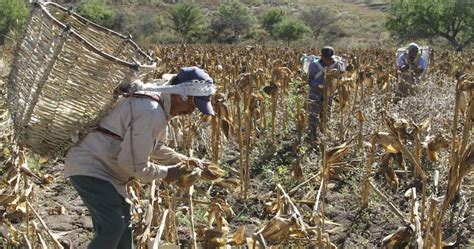 Campesinos Mexicanos Dicen Que El Usmca Como Sucedió Con El Tlcan Los