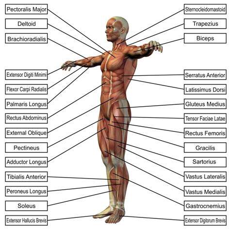 Labeled Human Body Koibana Info Sistema Muscular Humano Sistema