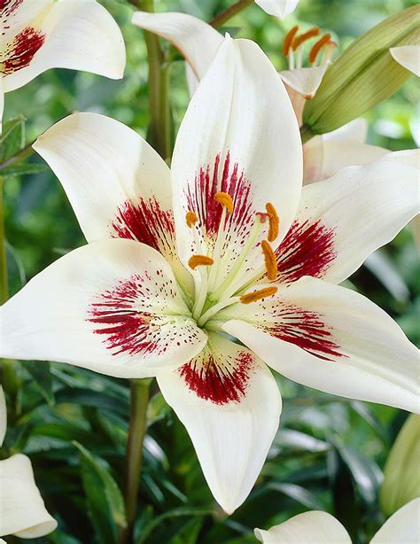 White Pixels Asiatic Lily Holland Bulb Farms 77498